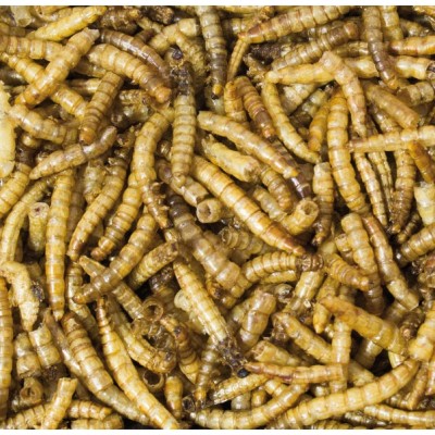 JR Farm Knaagdiersnack Meelwormen - 5x 70gr