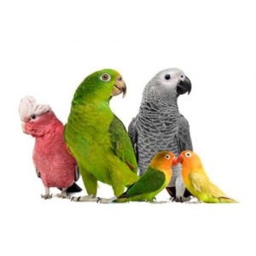 Papegaaien Benodigdheden