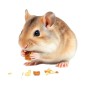Gerbil Voeding/Snacks