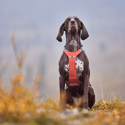 Hurtta Eco Harness Rover - Peacock 4 maten