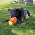 Kong Hond Flexball - Football M