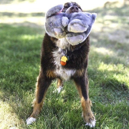 Kong Hond Toughz - Bunny M