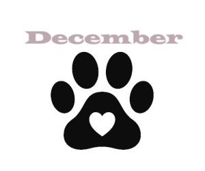 NIEUW - DECEMBER 2025